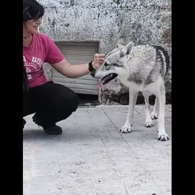 ZEUS LUPO CECOSLOVACCO CERCA SALVEZZA Cane in adozione - Foto 5