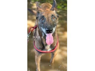 NARA & AIRON: PASTORI BELGA MALINOIS dolcissimi!