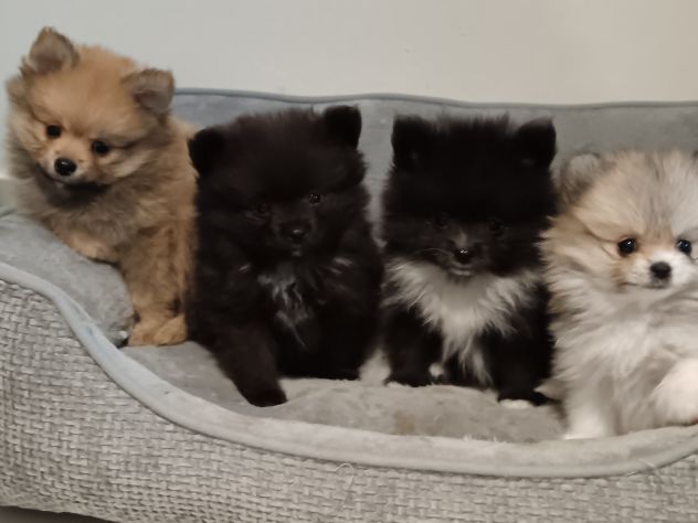 Cuccioli Spitz di Pomerania - Foto 6