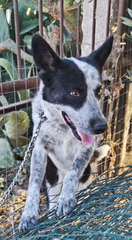 MILLY cagnolina in adozione è ancora in box e cerca casa - Foto 7