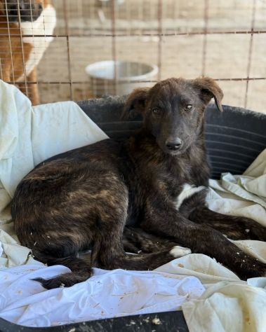 TIGROTTO ADORABILE CUCCIOLO IN ADOZIONE - Foto 3
