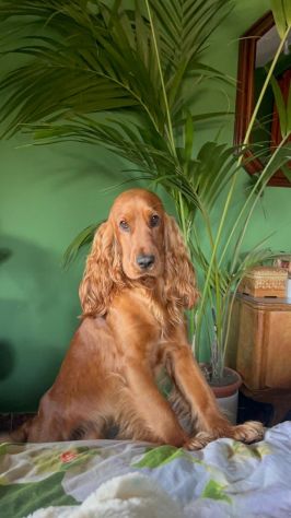 Cucciolo Coccer Spaniel maschio fulvo 3 mesi - Foto 8