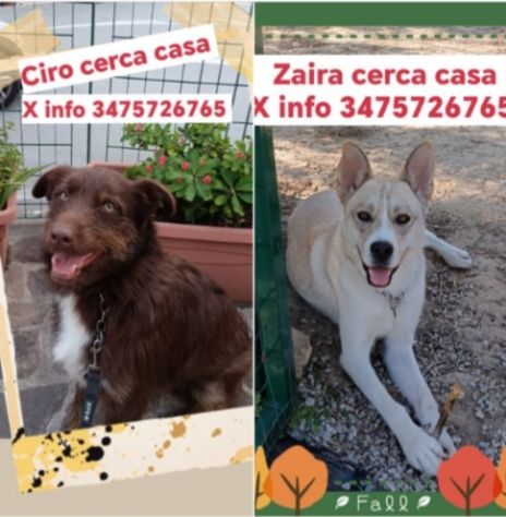 Zara/Ciro 2anni e mezzo belli,buoni MA INVISIBILI!! SICILIA SOS