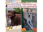 Zara/Ciro 2anni e mezzo belli,buoni MA INVISIBILI!! SICILIA SOS