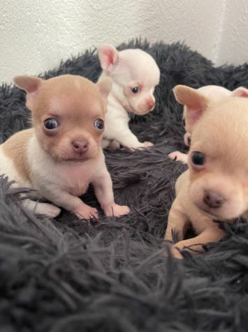 Cuccioli di chihuahua - Foto 6