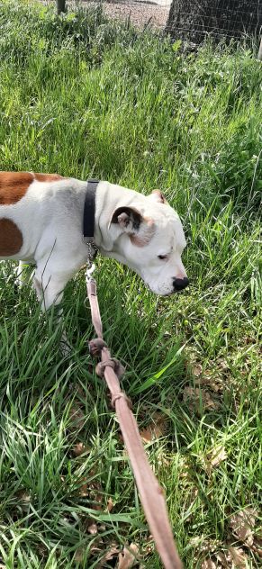 PENSIONE CASALINGA PER CANI - Foto 5