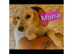 MONIA DOLCISSIMA SIMIL SETTERINA, CUCCIOLA IN ADOZIONE