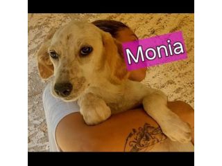 MONIA DOLCISSIMA SIMIL SETTERINA, CUCCIOLA IN ADOZIONE
