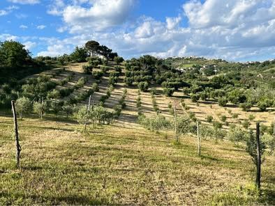 Vendesi azienda agricola biologica con uliveto, querce e casale – Altomonte (CS) - Foto 3