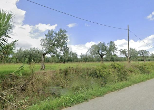 Uliveto in vendita a Cecina