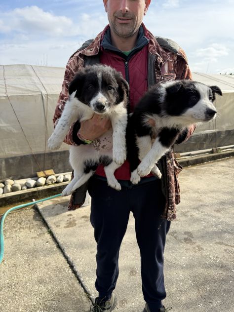 Cuccioli di Border Collie - Foto 6