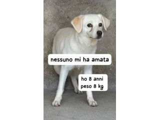 BRICIOLA 8 ANNI 8/9 KG TAGLIA PICCOLA IN CANILE DA TANTI ANNI