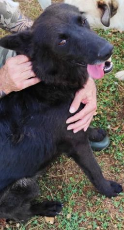 CAGNOLINO IN ADOZIONE: LUPO ALBERTO - Foto 6