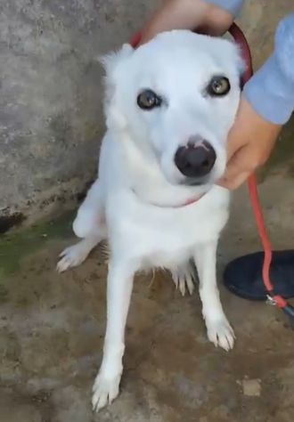 Giovane,femmina,grandi occhioni che nessuno nota! SICILIA