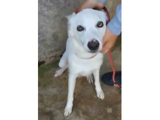 Giovane,femmina,grandi occhioni che nessuno nota! SICILIA