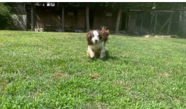 Pensione per cani piccola tg 20 euro al giorno