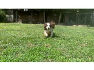 Pensione per cani piccola tg 20 euro al giorno