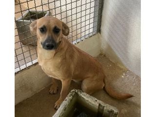 FIANDRA DELIZIOSA E SOCIEVOLE CAGNOLINA IN ADOZIONE TG MEDIA