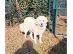VITA, cagnolona dolcissima in cerca di una bella famiglia