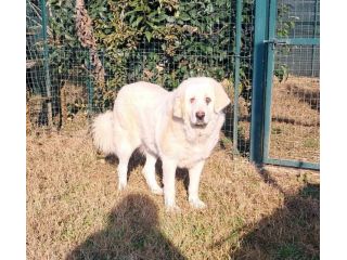 VITA, cagnolona dolcissima in cerca di una bella famiglia