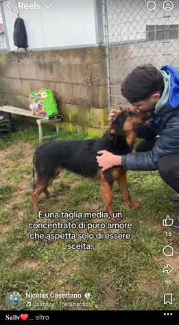 SALLY LA TENEREZZA CANE IN ADOZIONE TG MEDIA - Foto 9