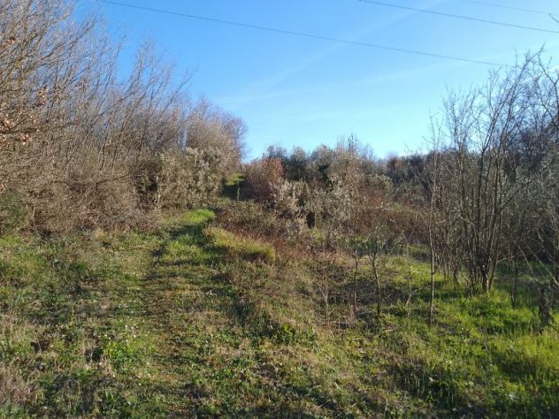 Terreno agricolo a Montecalvoli ( PI ) - Foto 7