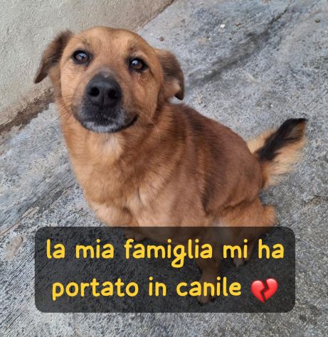 BINGO 3 ANNI 14 KG IN CANILE