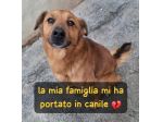 BINGO 3 ANNI 14 KG IN CANILE