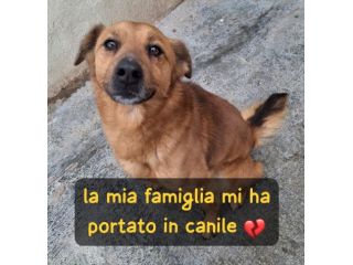 BINGO 3 ANNI 14 KG IN CANILE