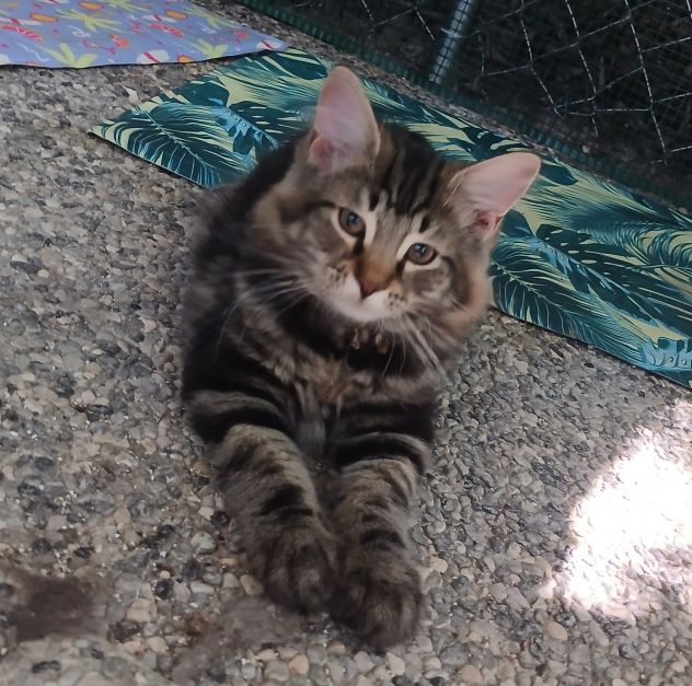 Cucciolata - Foto 2