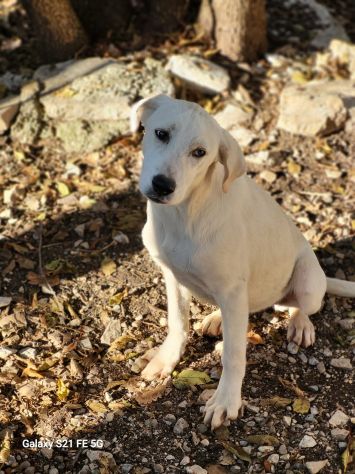 CUCCIOLI IN ADOZIONE - Foto 4