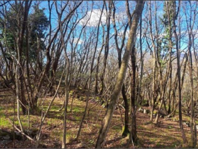 Immobile in asta di 1709 m² in vendita a Rovereto - Foto 8