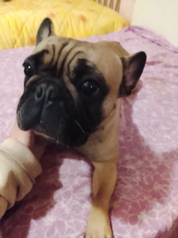 Cucciolona di bulldog Francese - Foto 5