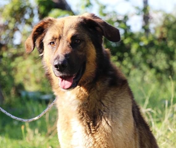 ZAGOR, stupendo mix Pastore Tedesco - Foto 4