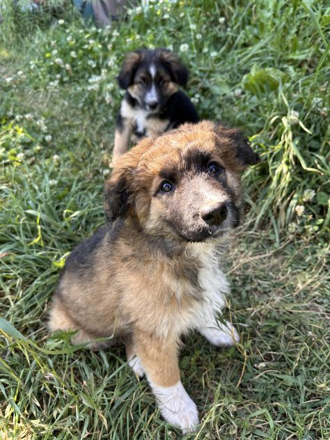 Regalo cuccioli - Foto 3
