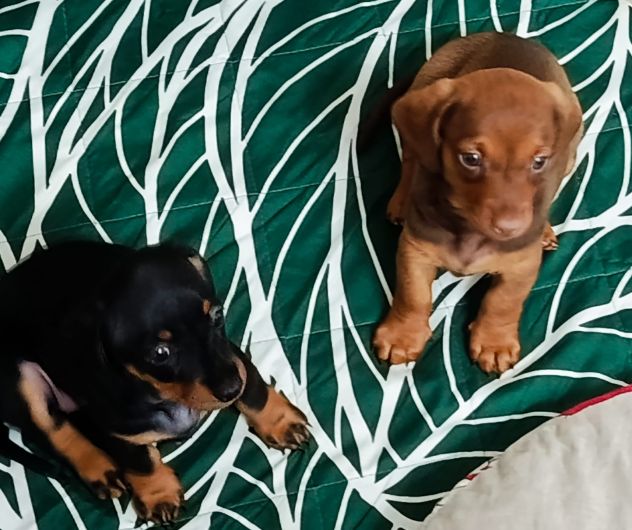 Cuccioli di bassotto nano