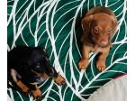 Cuccioli di bassotto nano