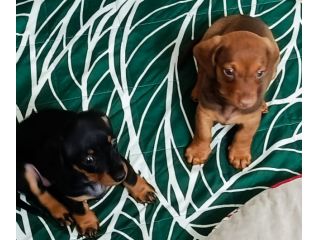 Cuccioli di bassotto nano