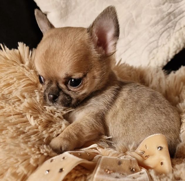 CHIHUAHUA TOY CUCCIOLI fulvi - pagamento agevolato