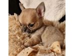 CHIHUAHUA TOY CUCCIOLI fulvi - pagamento agevolato
