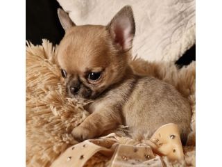 CHIHUAHUA TOY CUCCIOLI fulvi - pagamento agevolato
