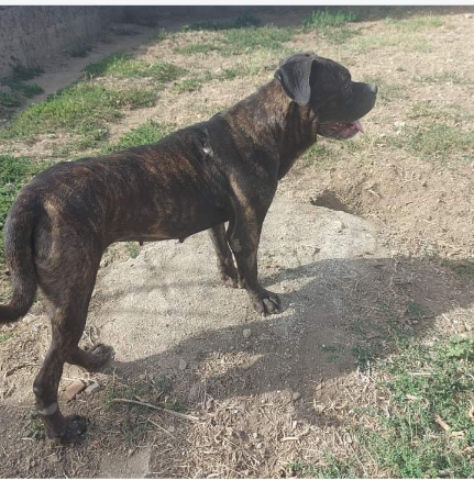 3anni mix Pit/Corso dolcissima finita in canile Prov Salerno - Foto 3