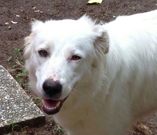 DAISY, splendida cucciolona URGENTE - Foto 3
