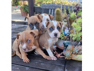 Cuccioli Amstaff American Staffordshire Terrier in Puglia e in Italia