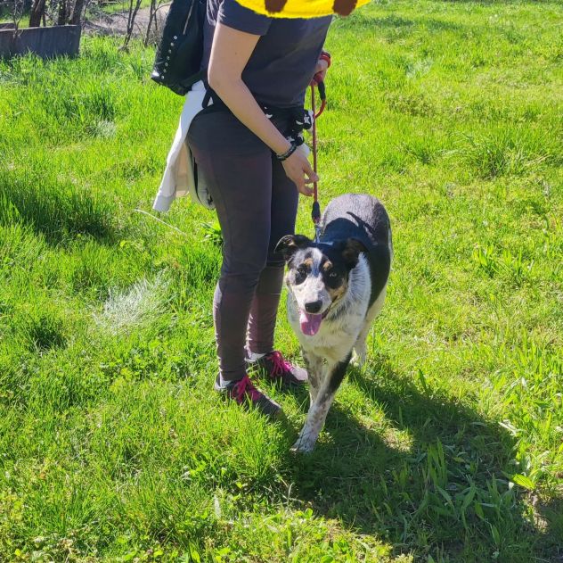 Kiki in adozione - Foto 2