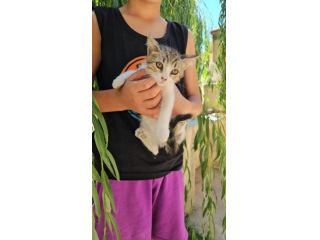 Bobby: maschietto 5 mesi