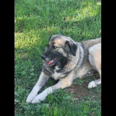 Meravigliosa PRINCESSE CAGNOLONA IN ADOZIONE - Foto 9