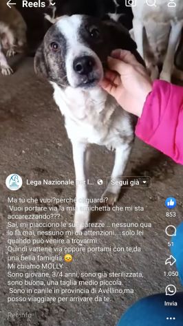 MOLLY, CERCA COCCOLE E ATTENZIONI, CAGNOLINA IN ADOZIONE, TAGLIA MEDIO PICCOLA - Foto 7