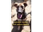 ISOTTA CUCCIOLA 11 MESI SIMIL PASTORE TEDESCO
