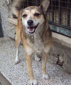 ATHENA, timida cagnolina di taglia piccola - Foto 2